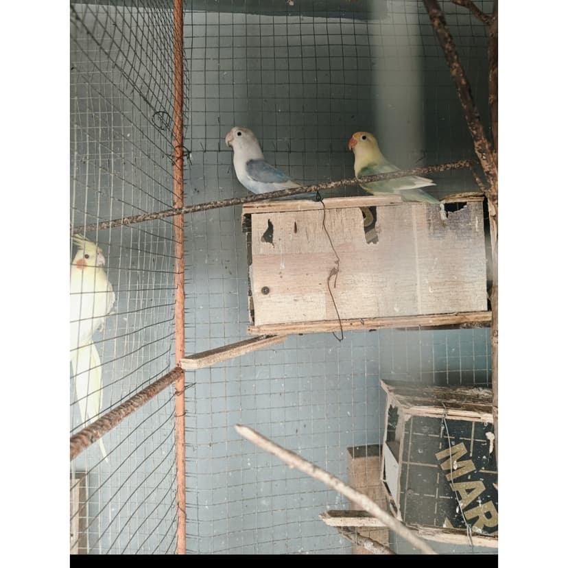 20 birds for sale