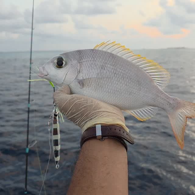 Funadaiko Metal Jig