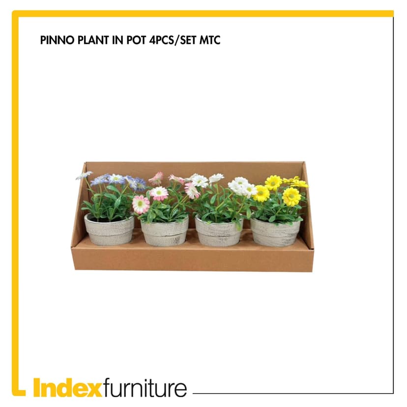 Pinno Plant In A Pot