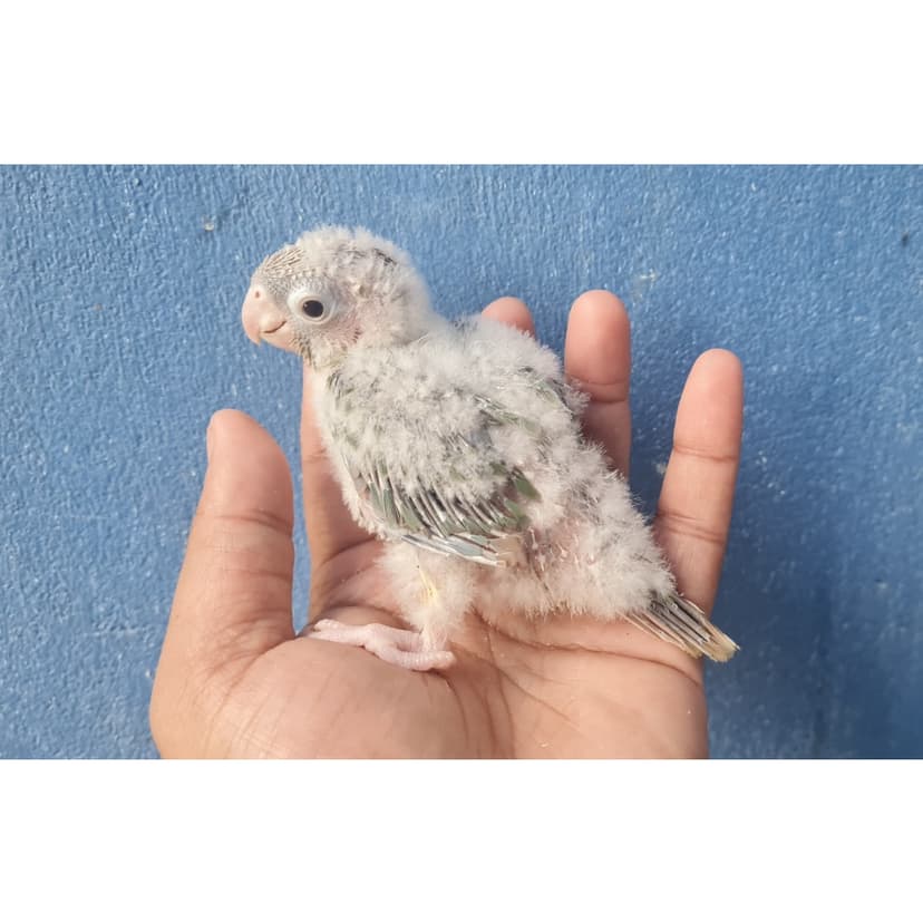 TURQUOISE CINNOMON CONURE (LOCAL BREED)