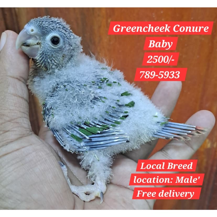 Green cheek conure baby